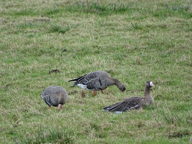 取勝的關鍵 取勝的關鍵